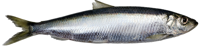 Herring from the baltic sea used for making surströmming
